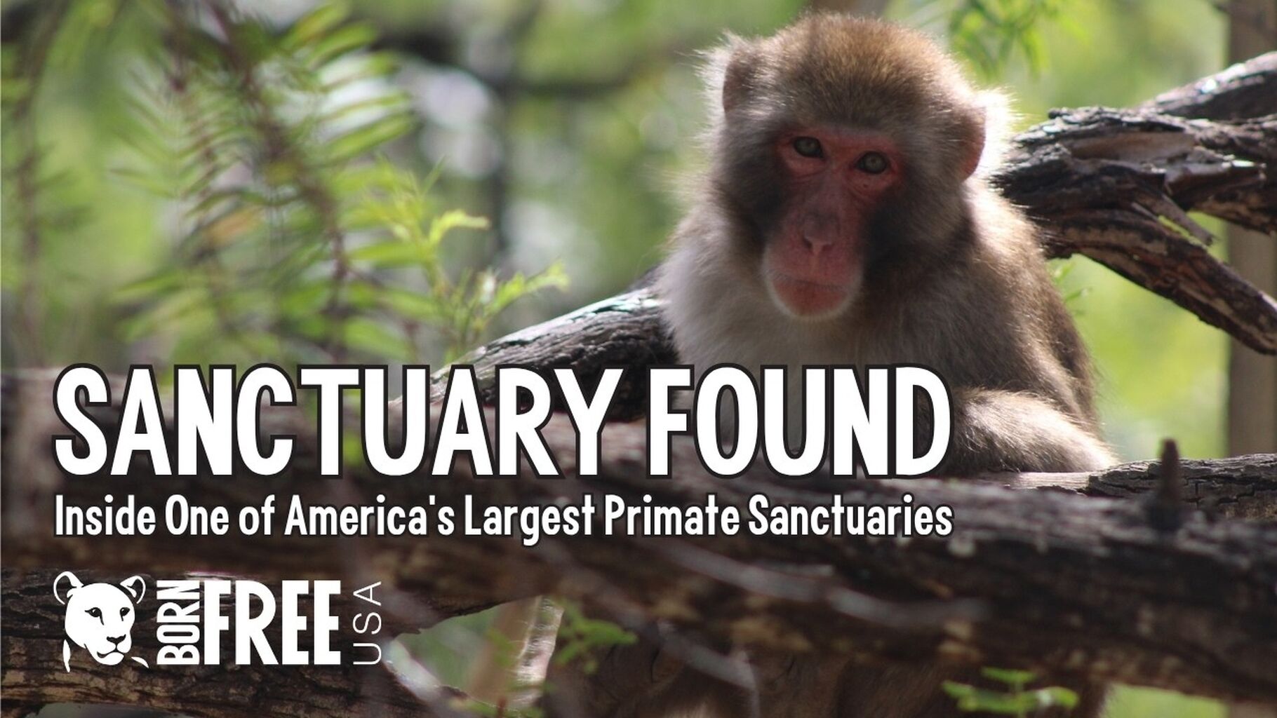 NEW DOCUMENTARY, WATCH NOW! Sanctuary Found: Inside One of America's Largest Primate Sanctuaries