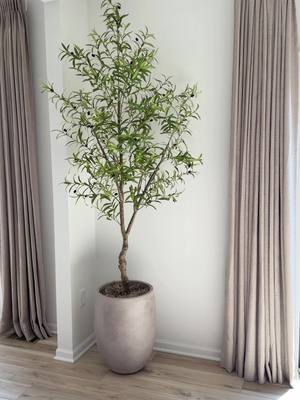 Olive tree