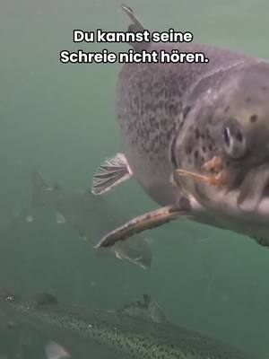 Meeresschutz&shy;gebiete ohne Fischfang