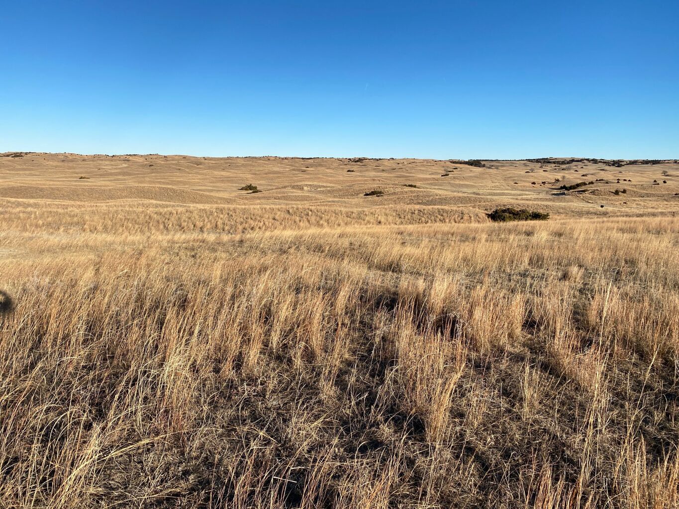 Mule Deer Foundation Awarded $4 Million by the National Fish and Wildlife Foundation to Advance Grassland Conservation Across the Great Plains