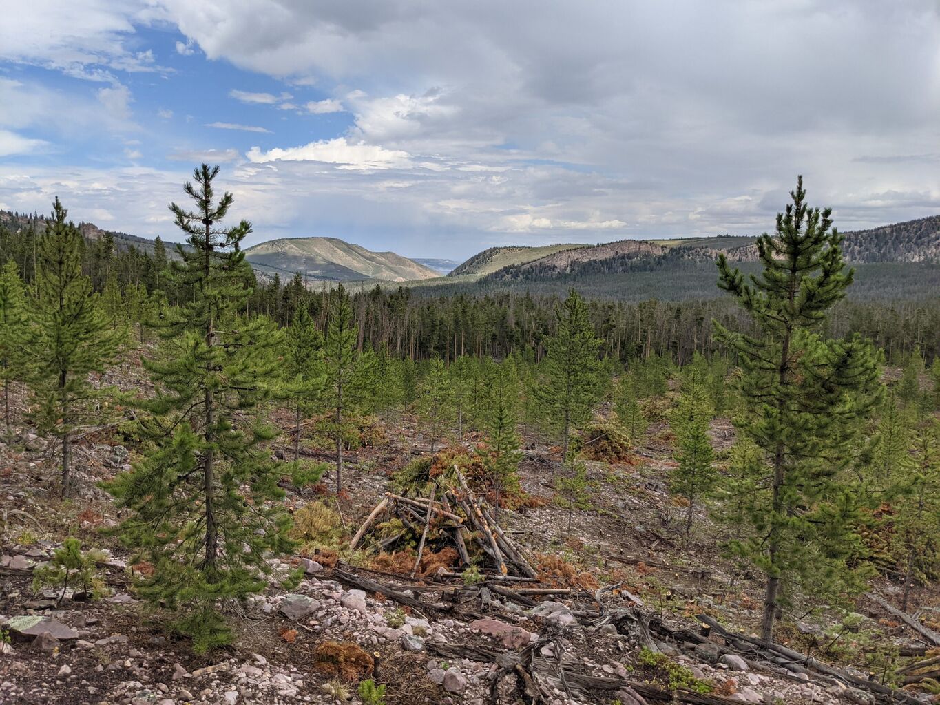 Mule Deer Foundation Commits $2.4 million to Utah Watershed Restoration Initiative Projects in Fiscal Year 2027&nbsp;