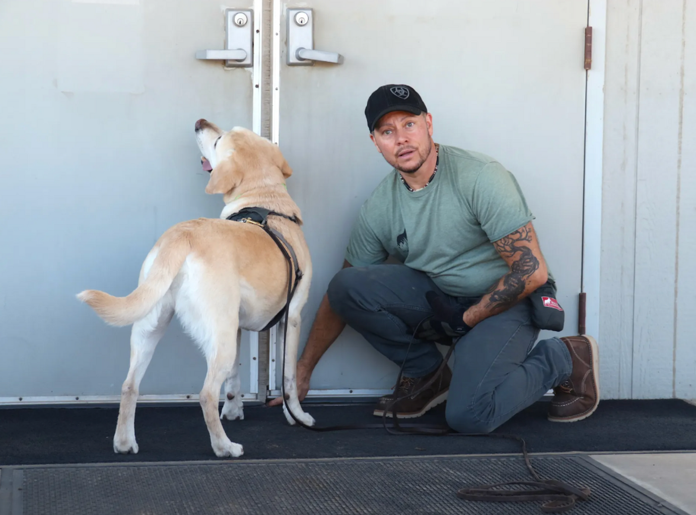 Dogs with jobs: Pups go on pest patrol as rodenticides phase out
