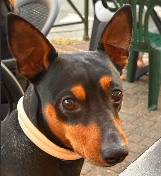 Feed my dog (Jack the Pinscher)