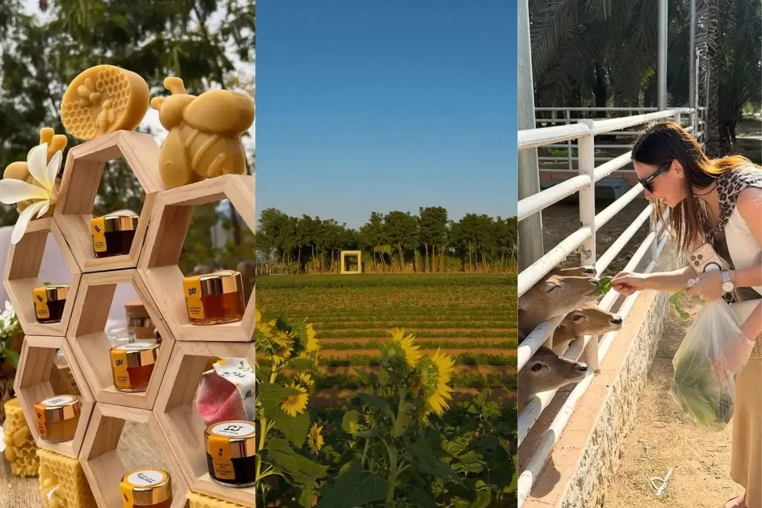 Skip the Malls! Visit These Stunning Farms in Dubai