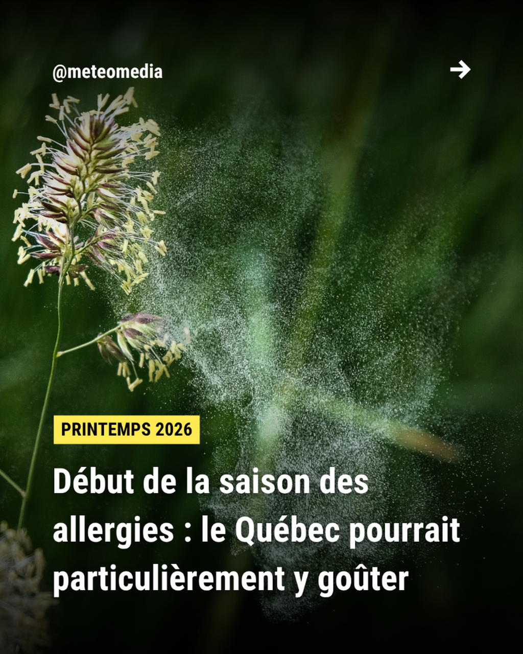  D&eacute;but de la saison des allergies : le Qu&eacute;bec pourrait particuli&egrave;rement y go&ucirc;ter