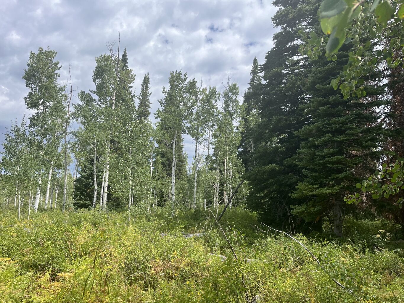 Mule Deer Foundation and Wyoming Community Foundation Advance Snowy Range Forest Restoration Thanks to Anonymous Donor&nbsp;