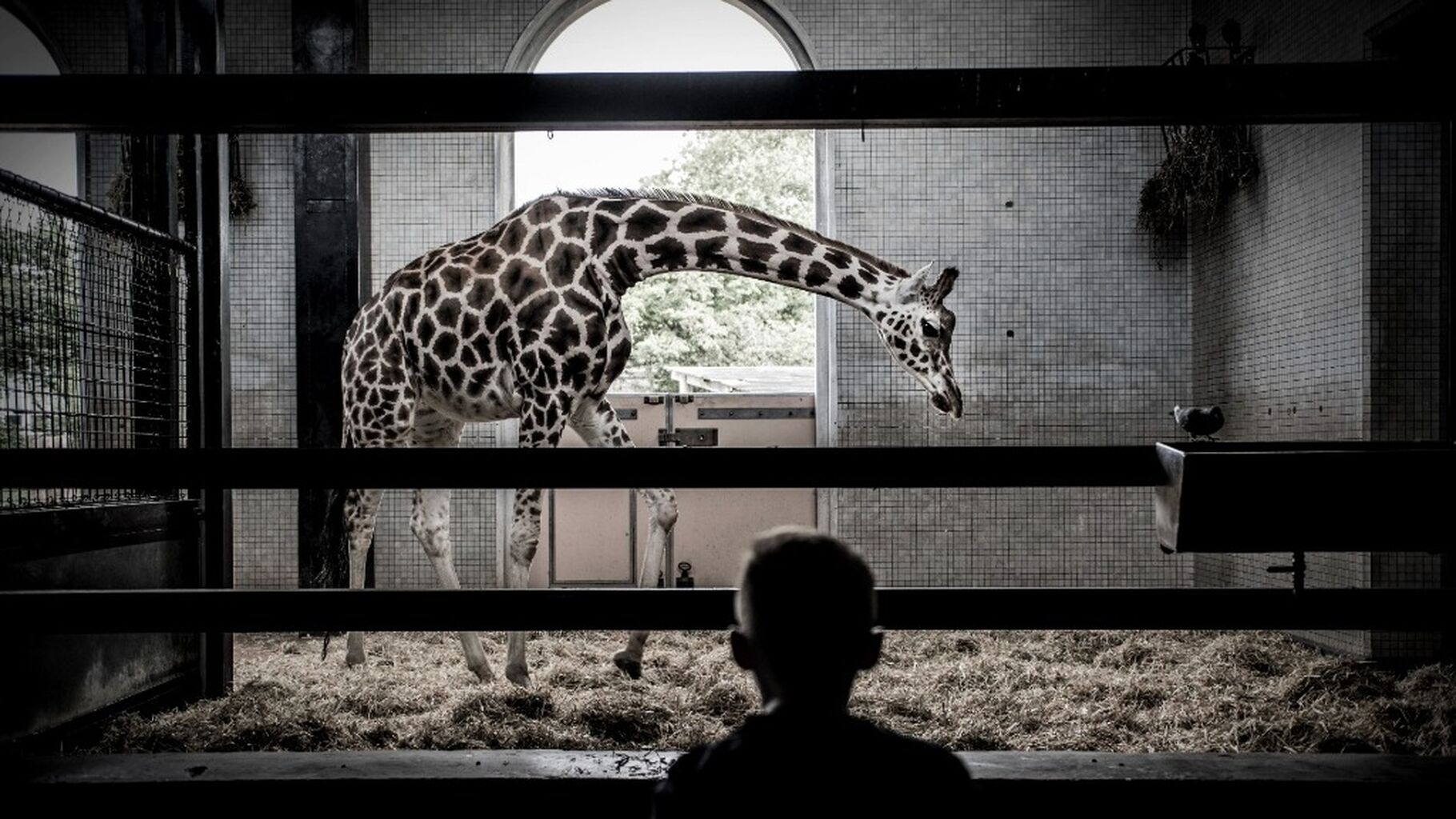 Up to standard? UK zoo study