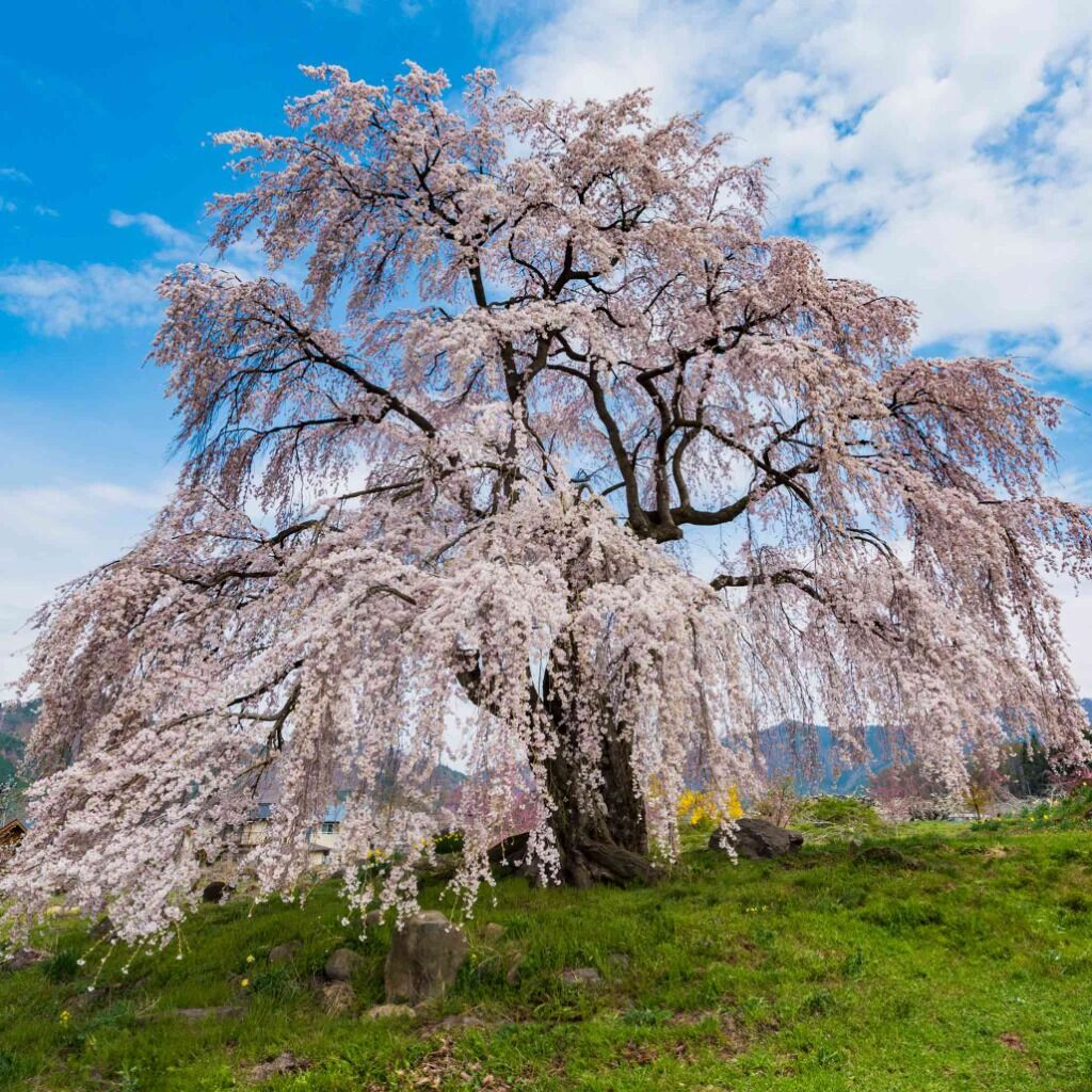 Grow a Legacy Tree🌳