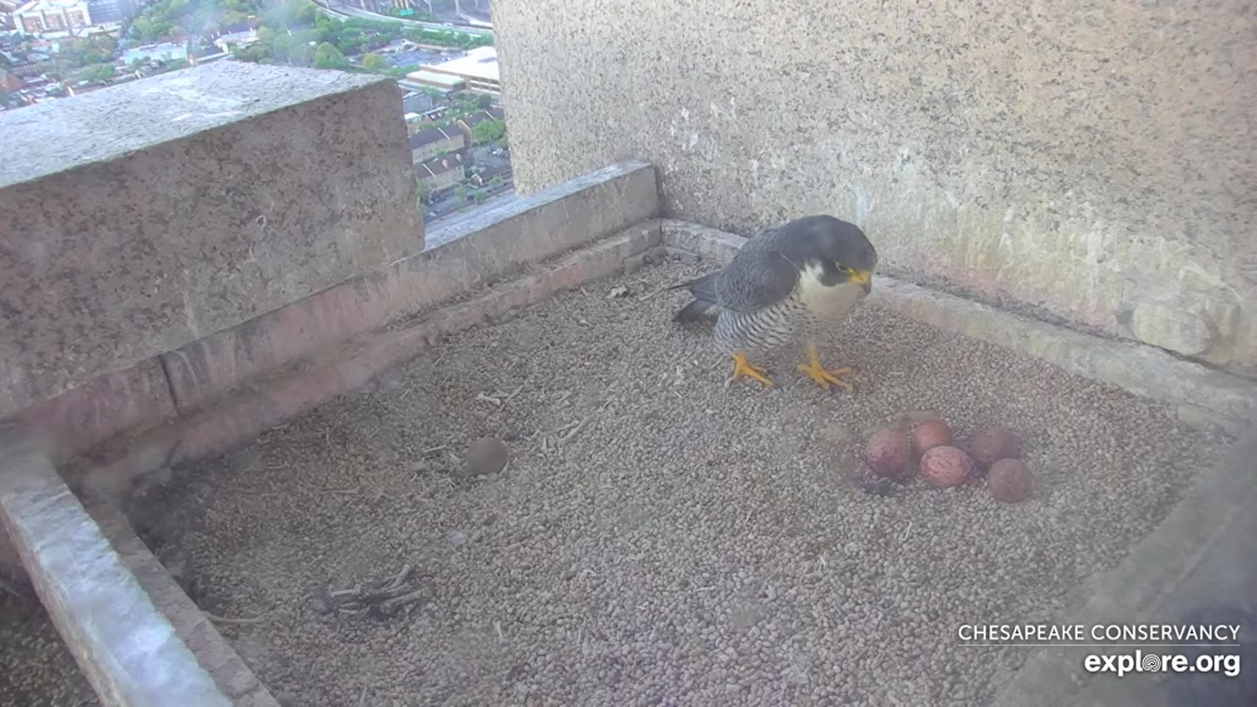 Falcon Cam