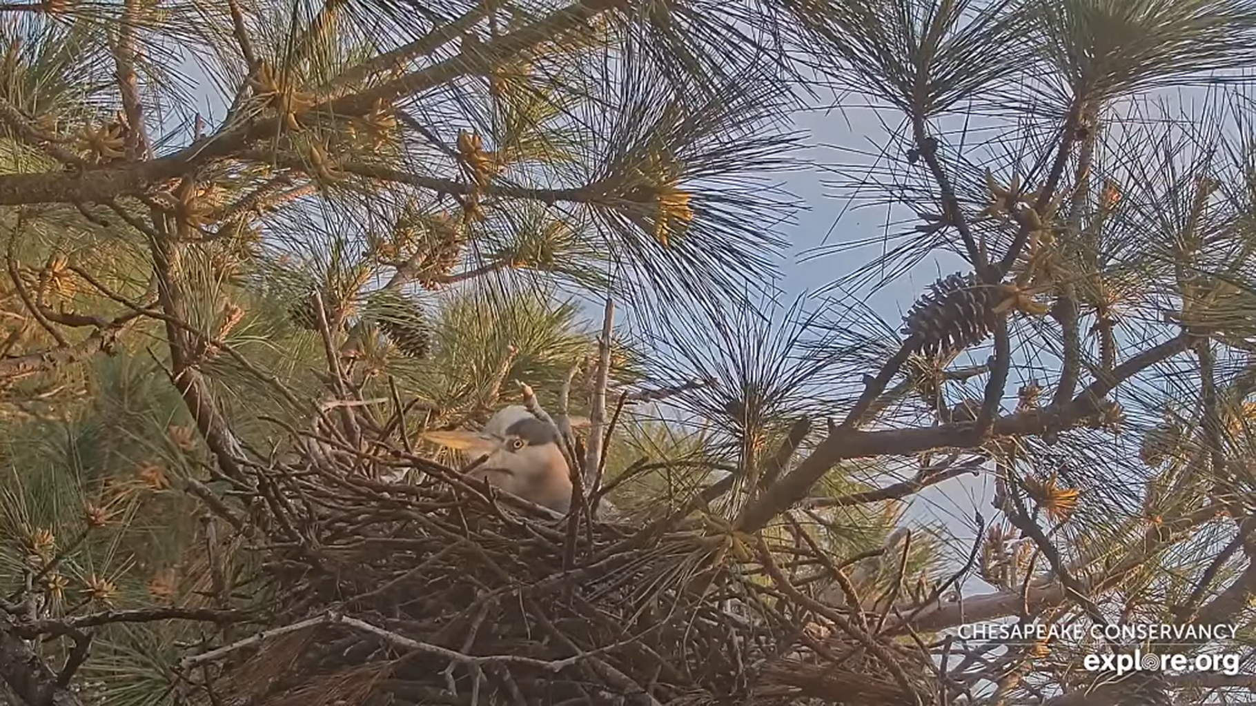 Heron Cam