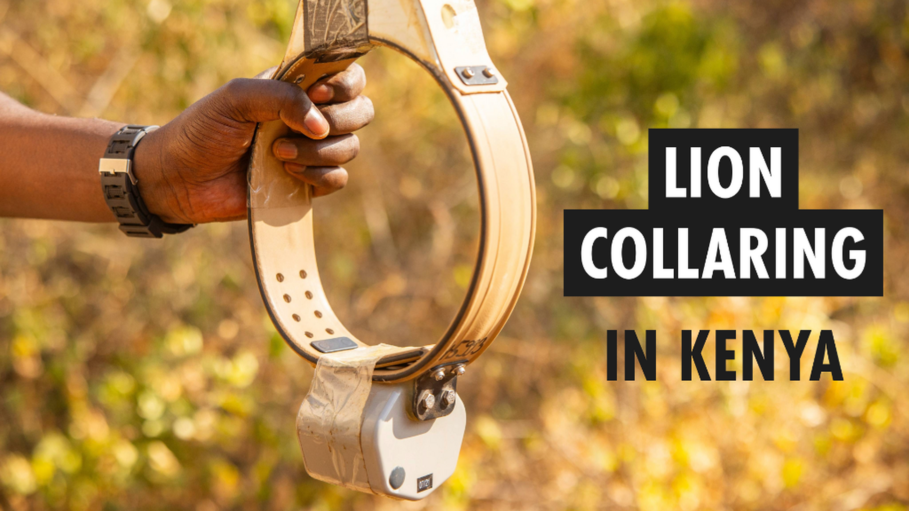 Lion Collaring in Kenya
