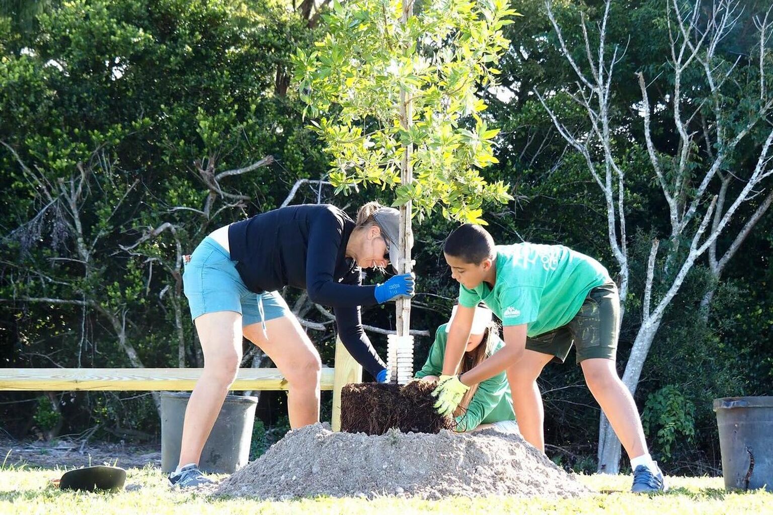 Free Trees For Delray Beach Homes