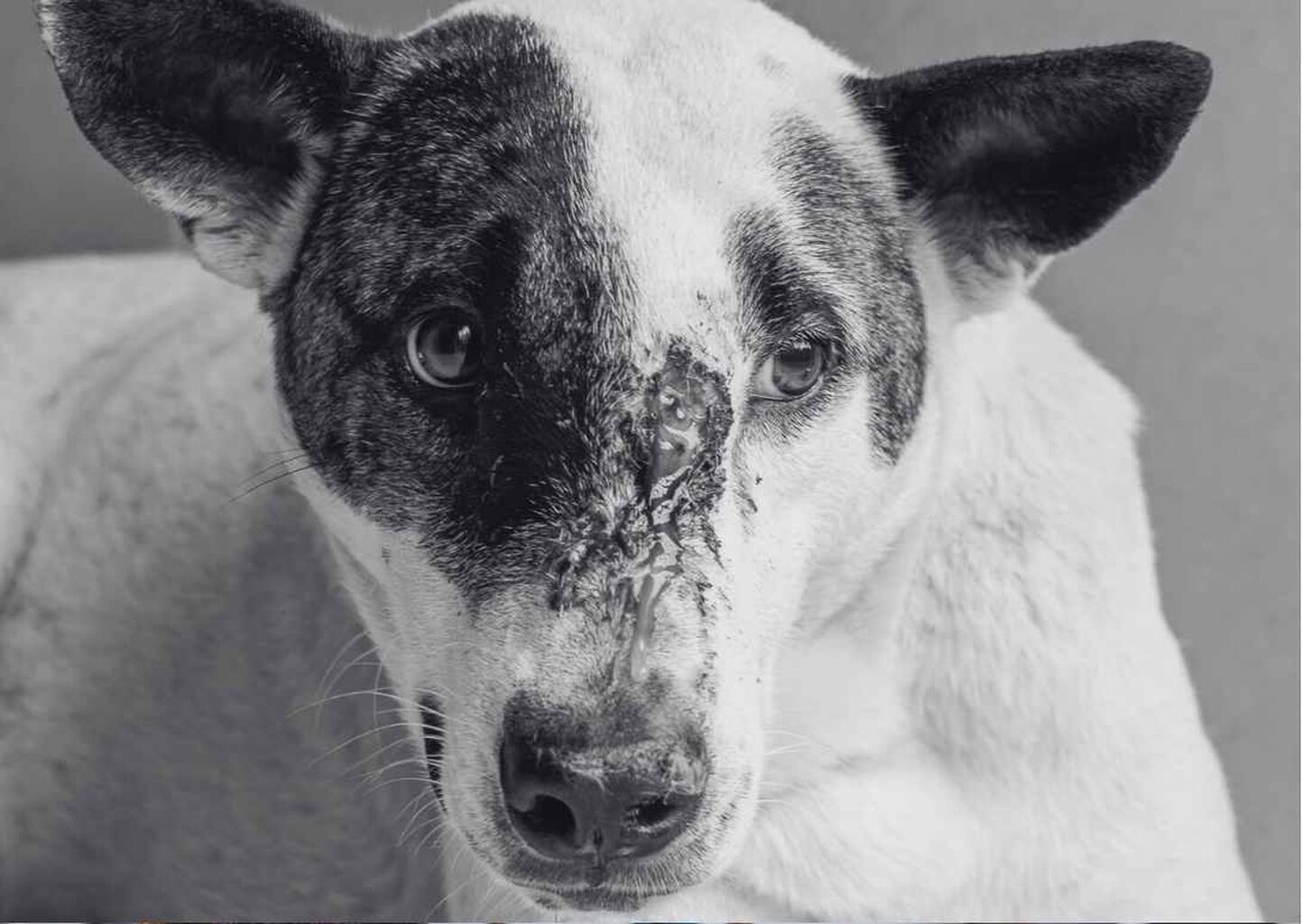 The power of vet care: Keeping Bark breathing