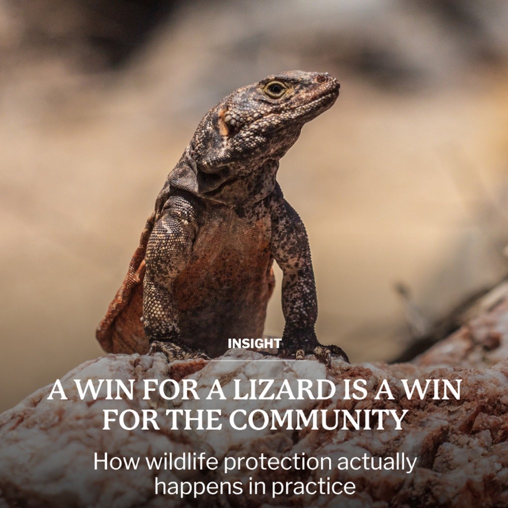 Blog Post: What the Chuckwalla Campaign Teaches Us About Wildlife Protection