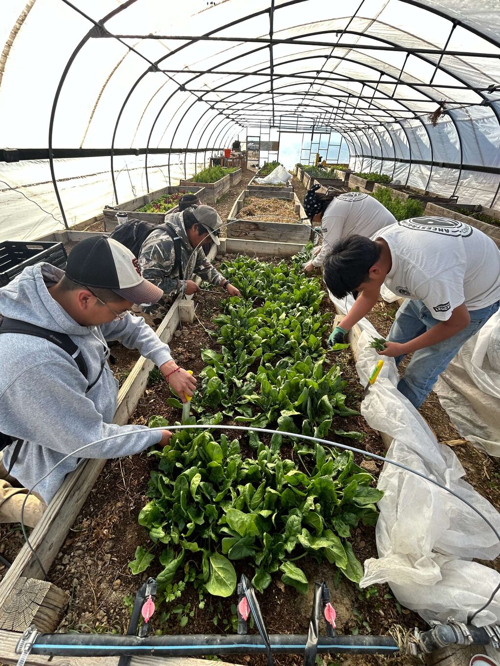 Reconnecting Indigenous Youth to Culture and Conservation - ALCC Farm Corps Program