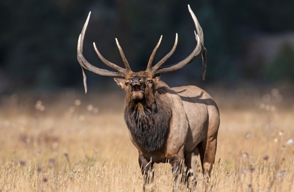 BLOG: Defiantly Optimistic: The Recent Wildlife Wins You Almost Missed | Born Free USA