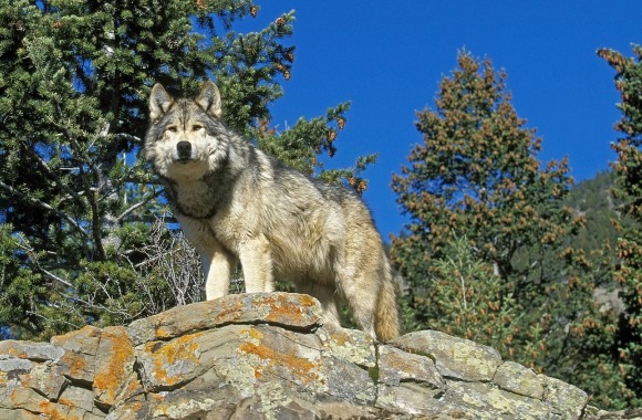 BLOG: Wilder Together: How Symbiotic Living with Wildlife Can Allow Everyone to Thrive | Born Free USA