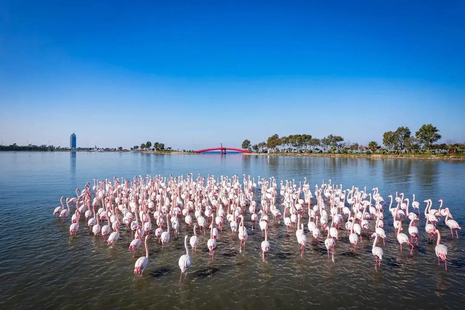 Pink Paradise: Plan Your Visit to Most Serene Flamingo Lake Dubai&nbsp;