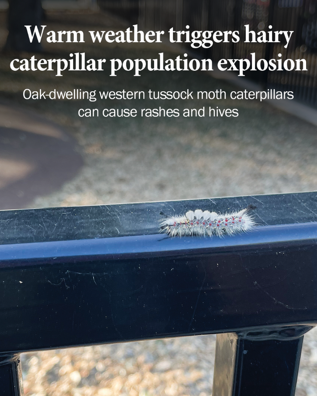 Warm weather triggers hairy caterpillar population explosion