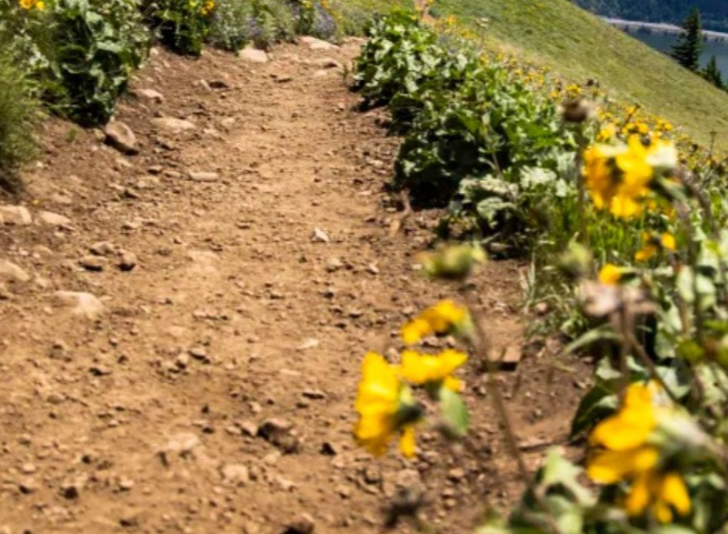 The Best Wildflower Hikes Close to Seattle