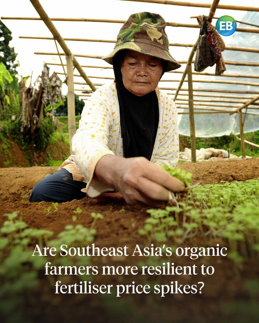 Are Southeast Asia&rsquo;s organic farmers more resilient to fertiliser price spikes?