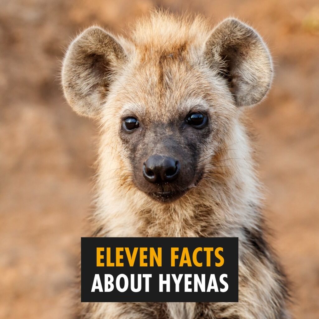 Fascinating Hyena Facts