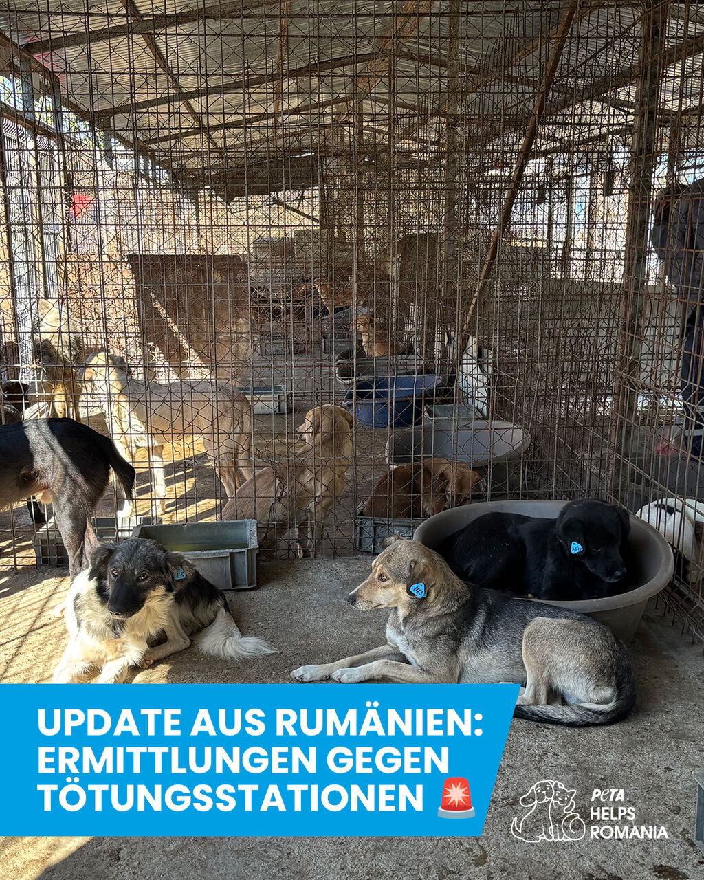 Rum&auml;nische Beh&ouml;rden gehen gegen Betreiber von T&ouml;tungsstationen vor 