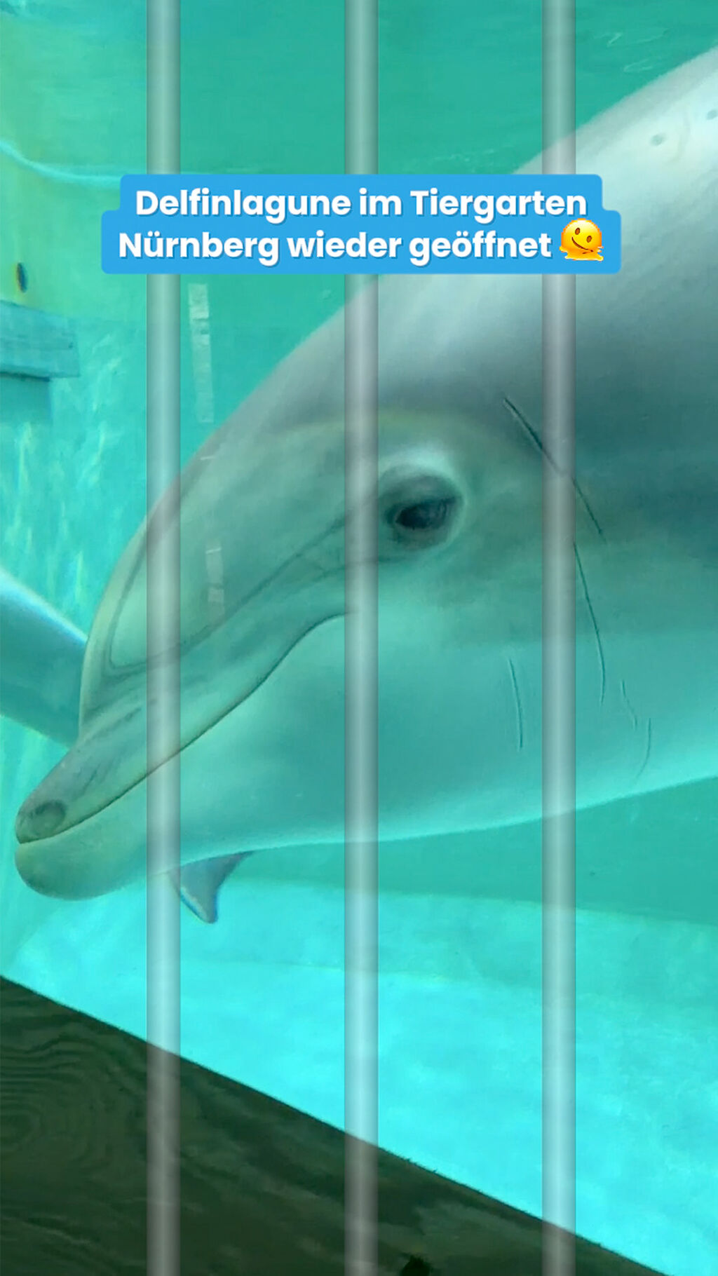 10 traurige Fakten &uuml;ber die Delfinarien in Duisburg und N&uuml;rnberg