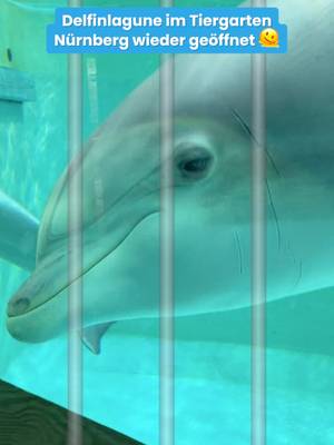 10 traurige Fakten &uuml;ber die Delfinarien in Duisburg und N&uuml;rnberg