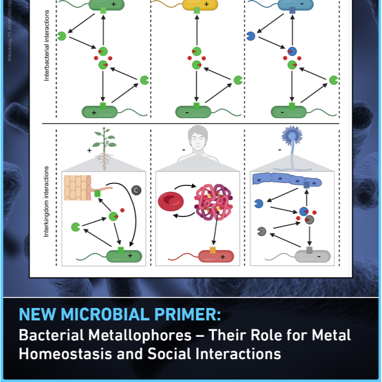 Microbial Primer: Bacterial Metallophores