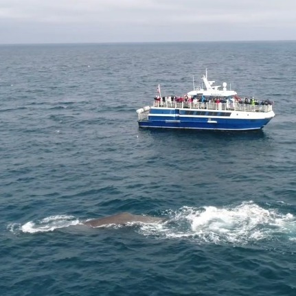 Summer Whale Watching Andenes 