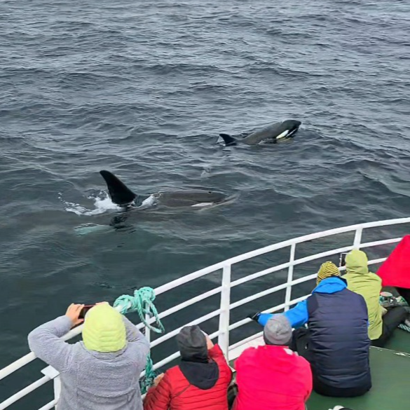 Summer Whale & Bird Watching St&oslash; Vester&aring;len