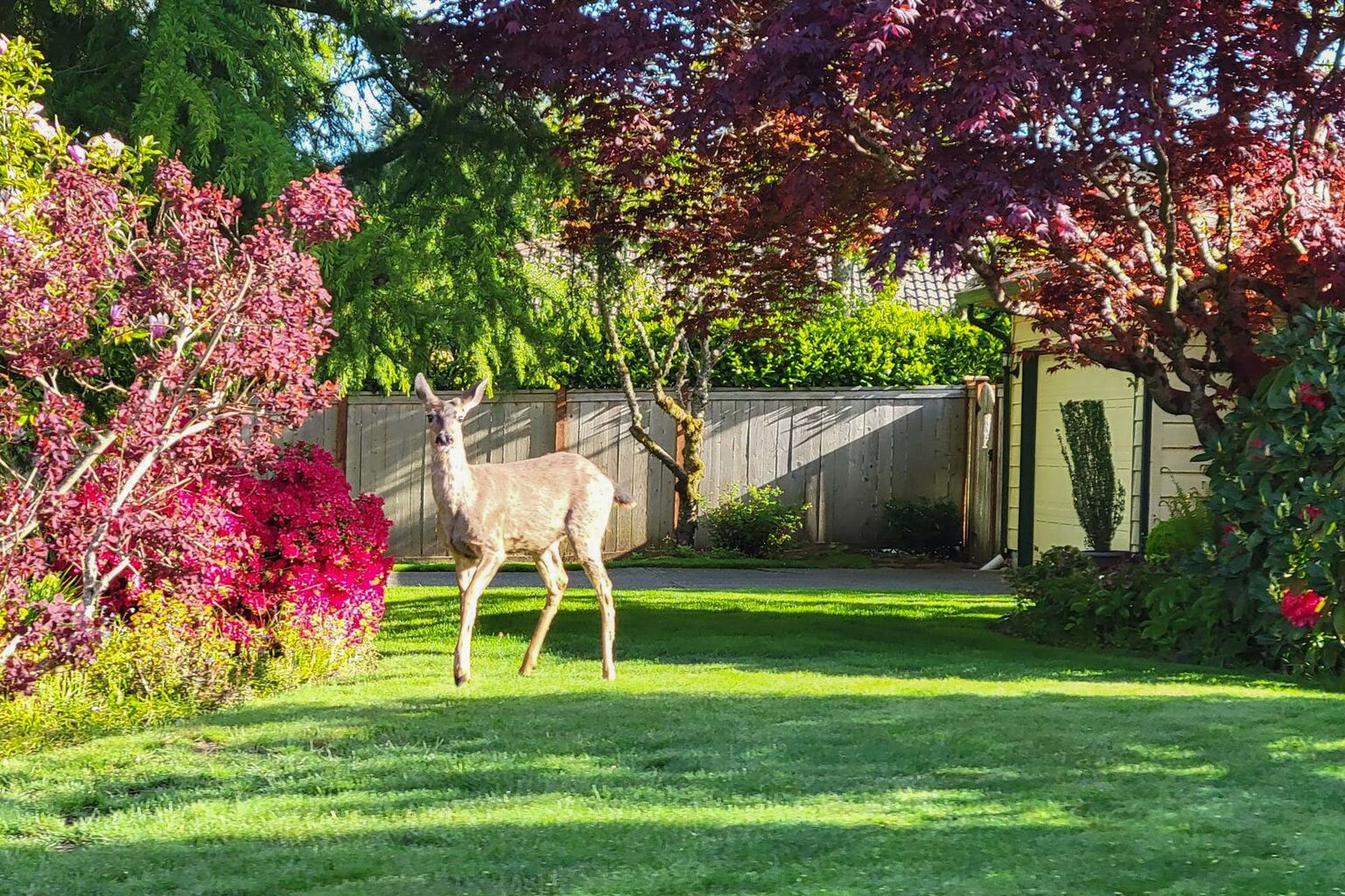 Black-tailed deer in yards &mdash; Blacktail Deer Foundation
