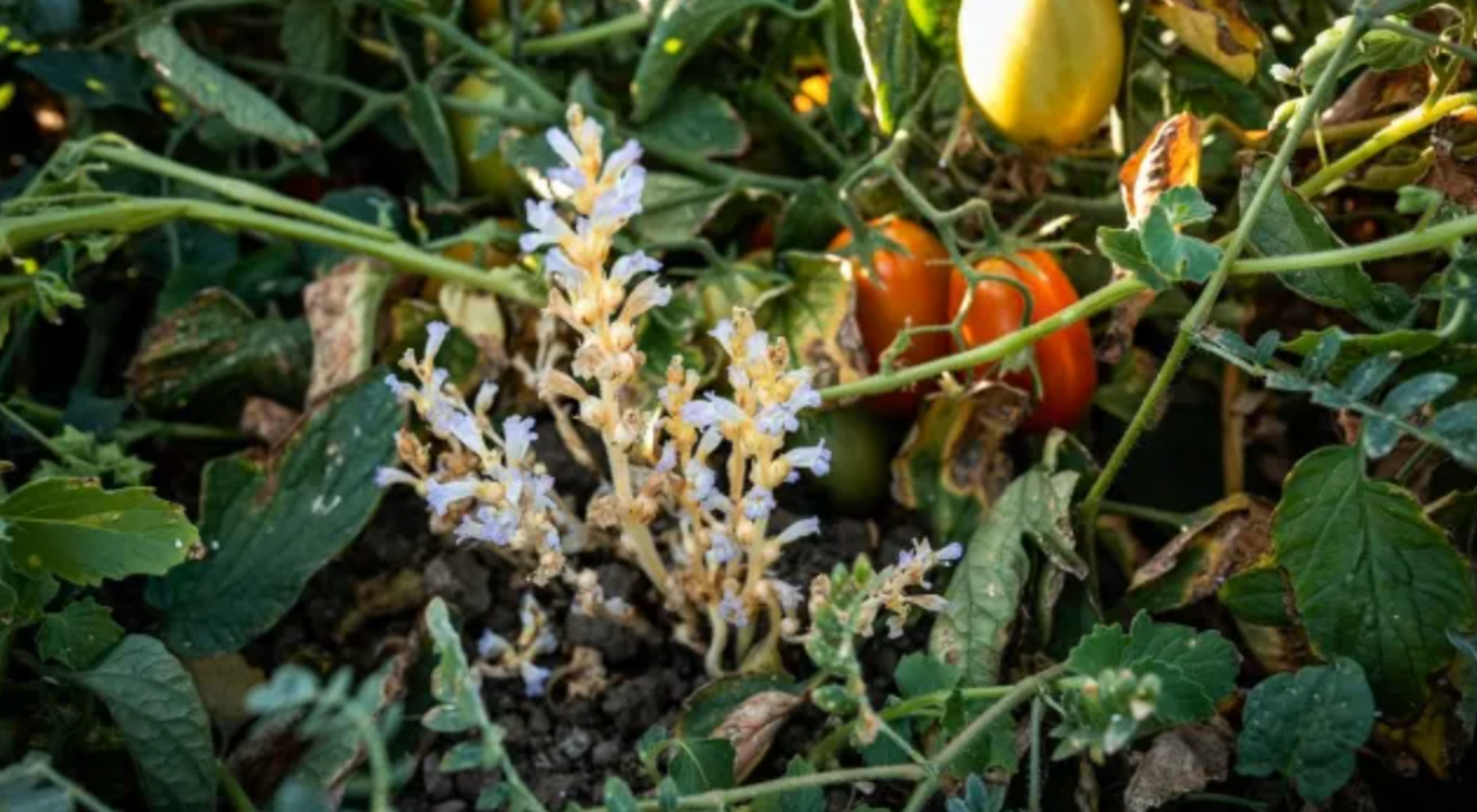 Tomato industry taking steps to stop spread of parasitic weed