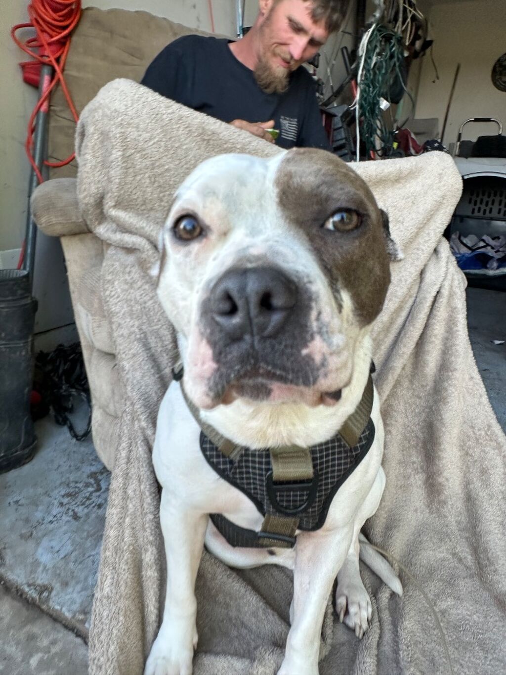 Help Mookie Heal: Safe Home for Rescue Dogs