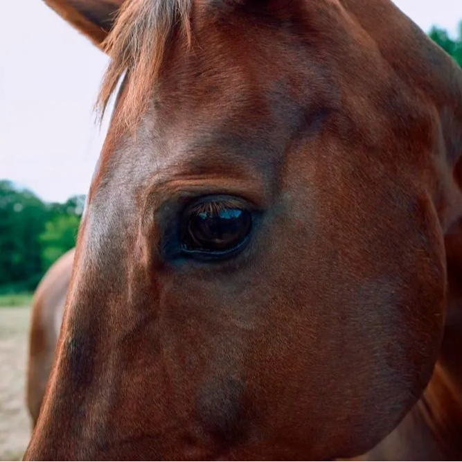 Mejorando la salud del caballo mediante el cuidado preventivo.