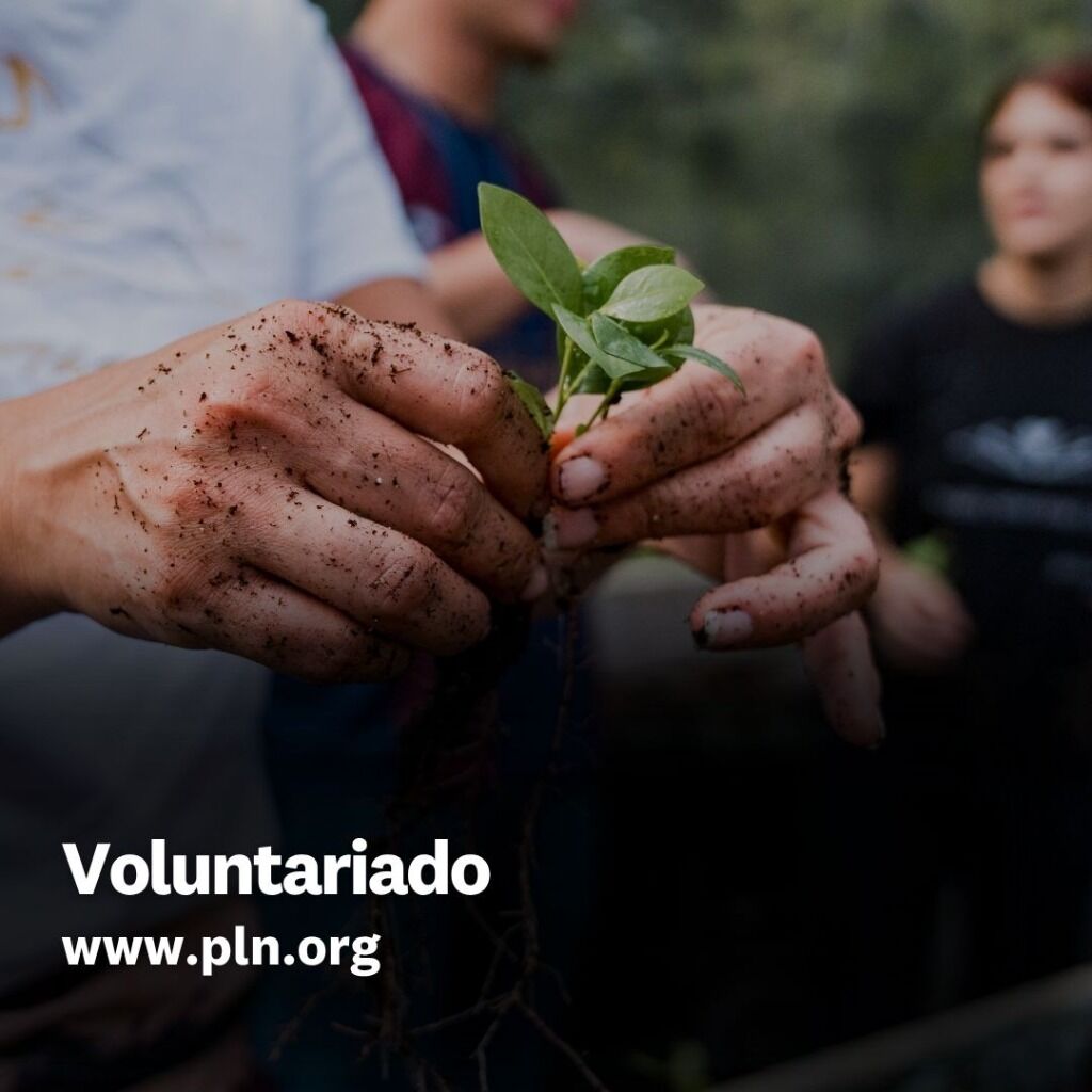 Voluntariado 
