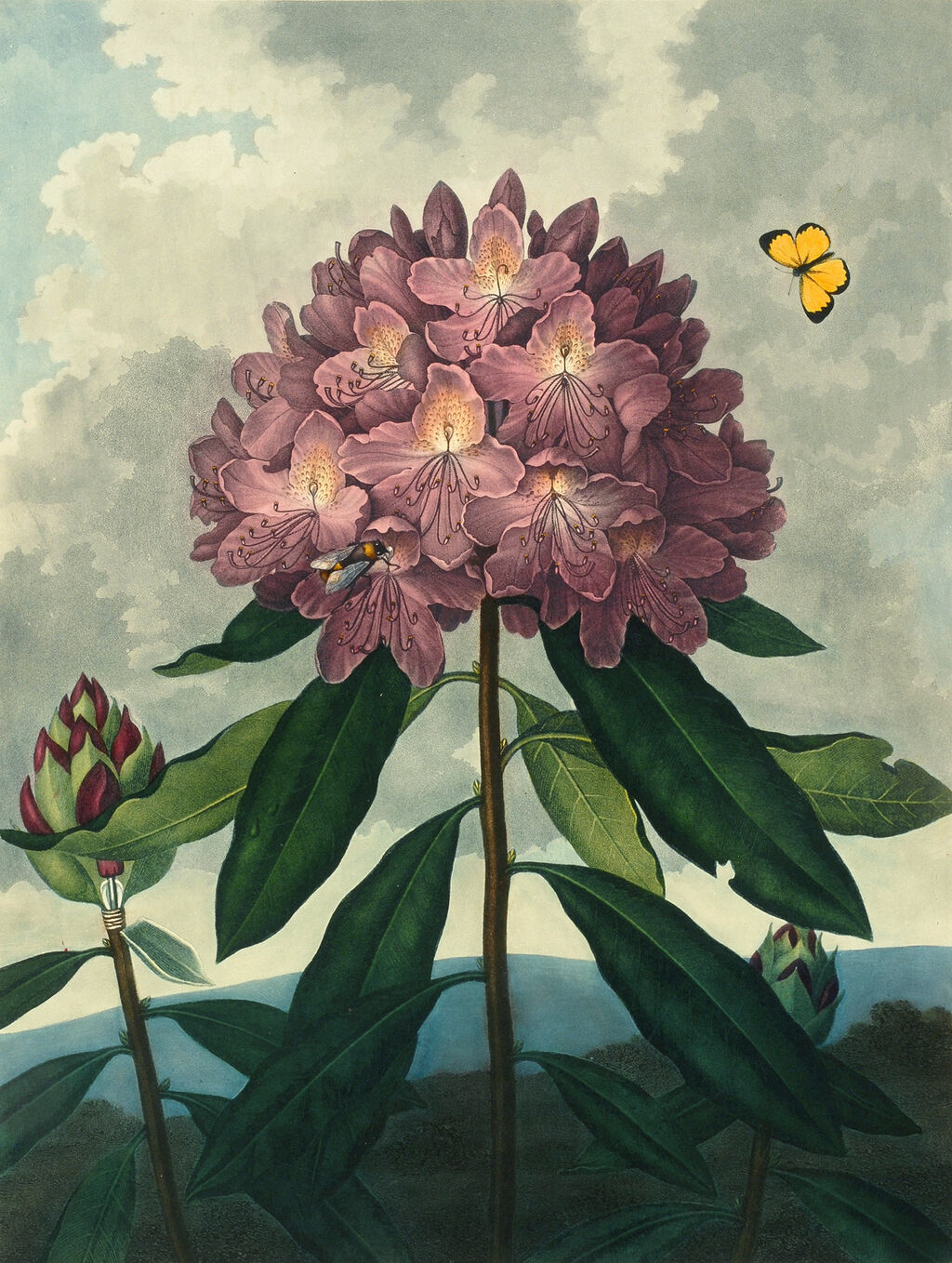 Explore Digitized Rare Books