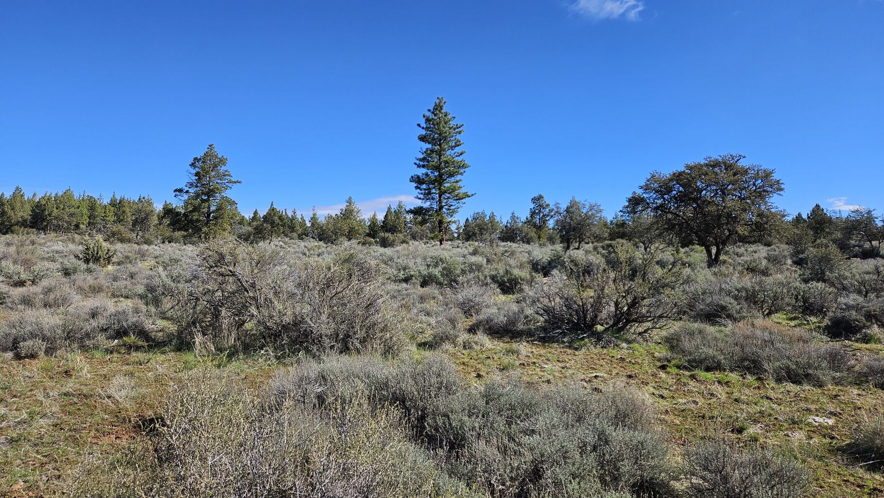 Mule Deer Foundation Awarded $320,000 from California Department of Fish and Wildlife to Support Wildlife Corridors and Sagebrush Restoration in Modoc County