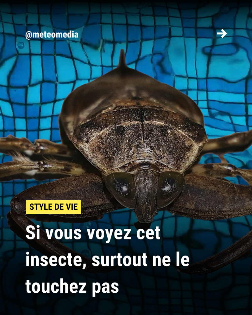  Si vous voyez cet insecte, surtout ne le touchez pas