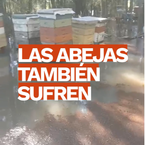 Las abejas tambi&eacute;n sufren las inundaciones: &ldquo;No poder ingresar a los apiarios nos impide alimentarlas&rdquo; | Infocampo
