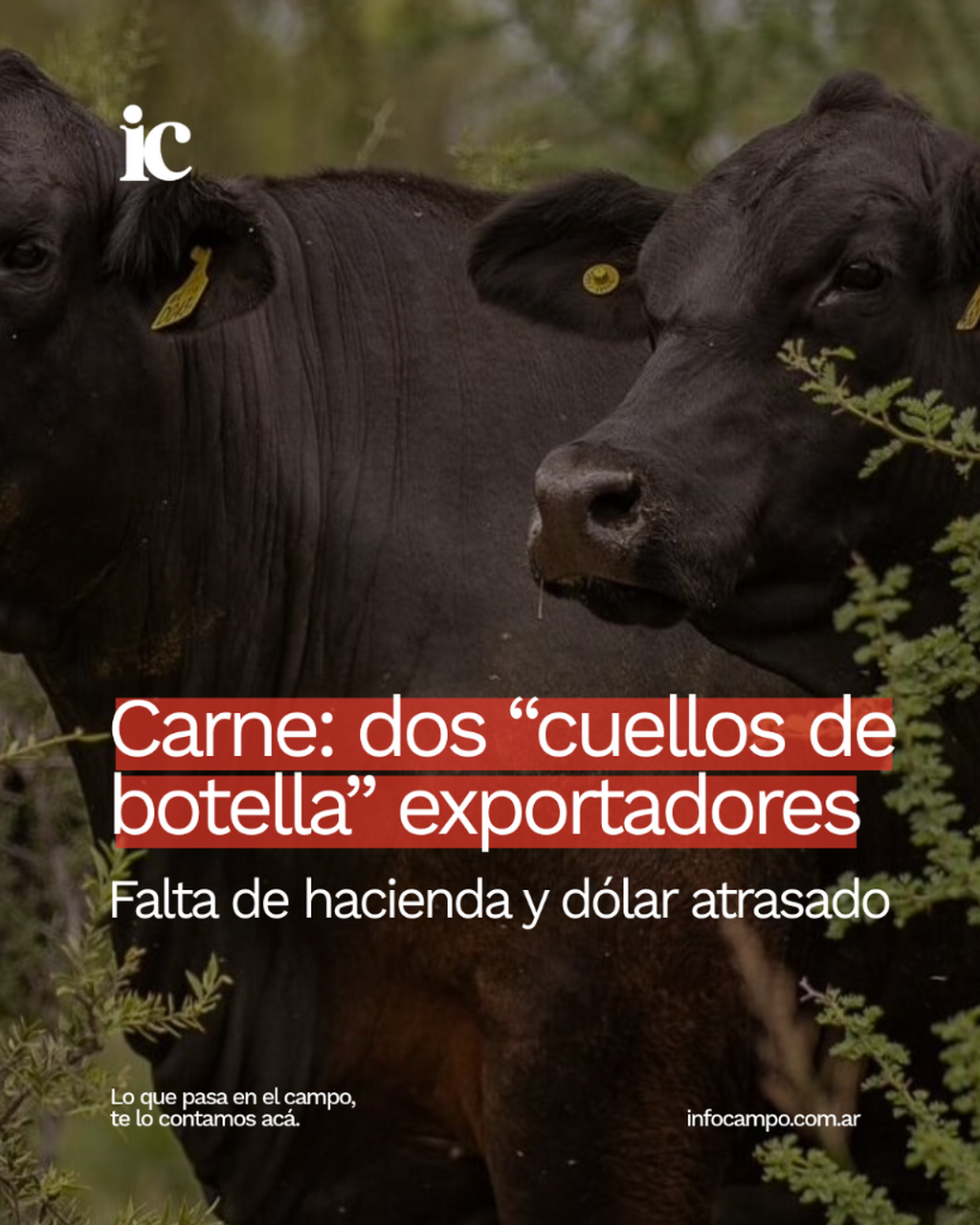 Falta de hacienda y d&oacute;lar atrasado: dos &ldquo;cuellos de botella&rdquo; en el sendero exportador de la carne | Infocampo