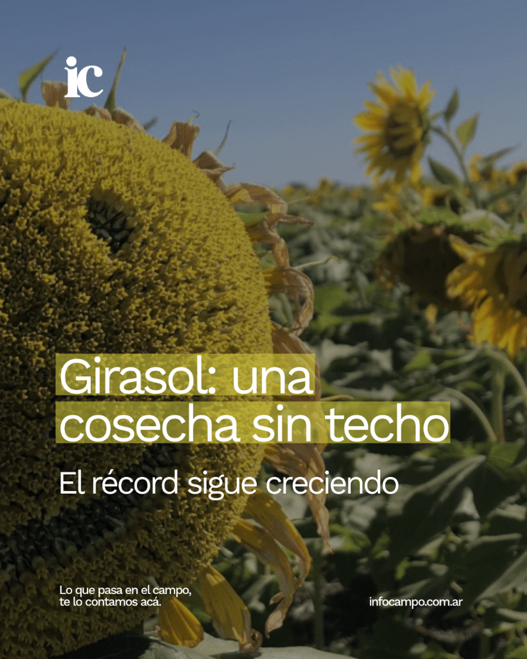 Una cosecha sin techo: en el tramo final de la campa&ntilde;a, el girasol agranda m&aacute;s el r&eacute;cord 2026/27 | Infocampo