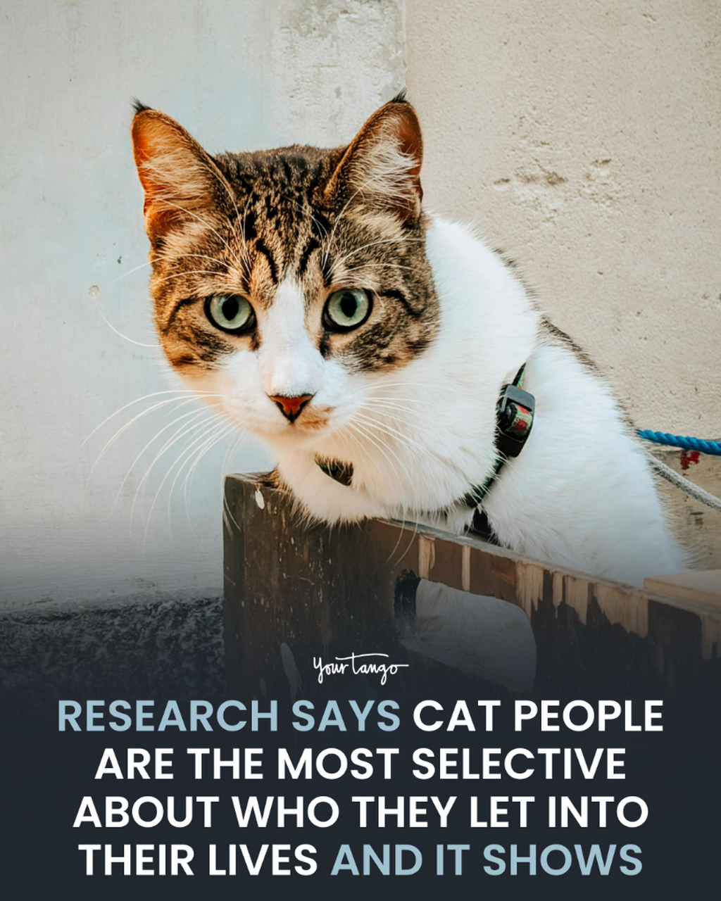 Dog People & Cat People Usually Have 4 Significant Personality Differences, According To Research