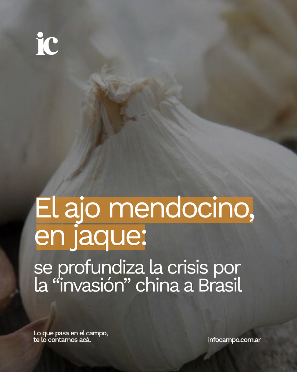 El ajo mendocino, en jaque: se profundiza la crisis por la "invasi&oacute;n" china a Brasil | Infocampo