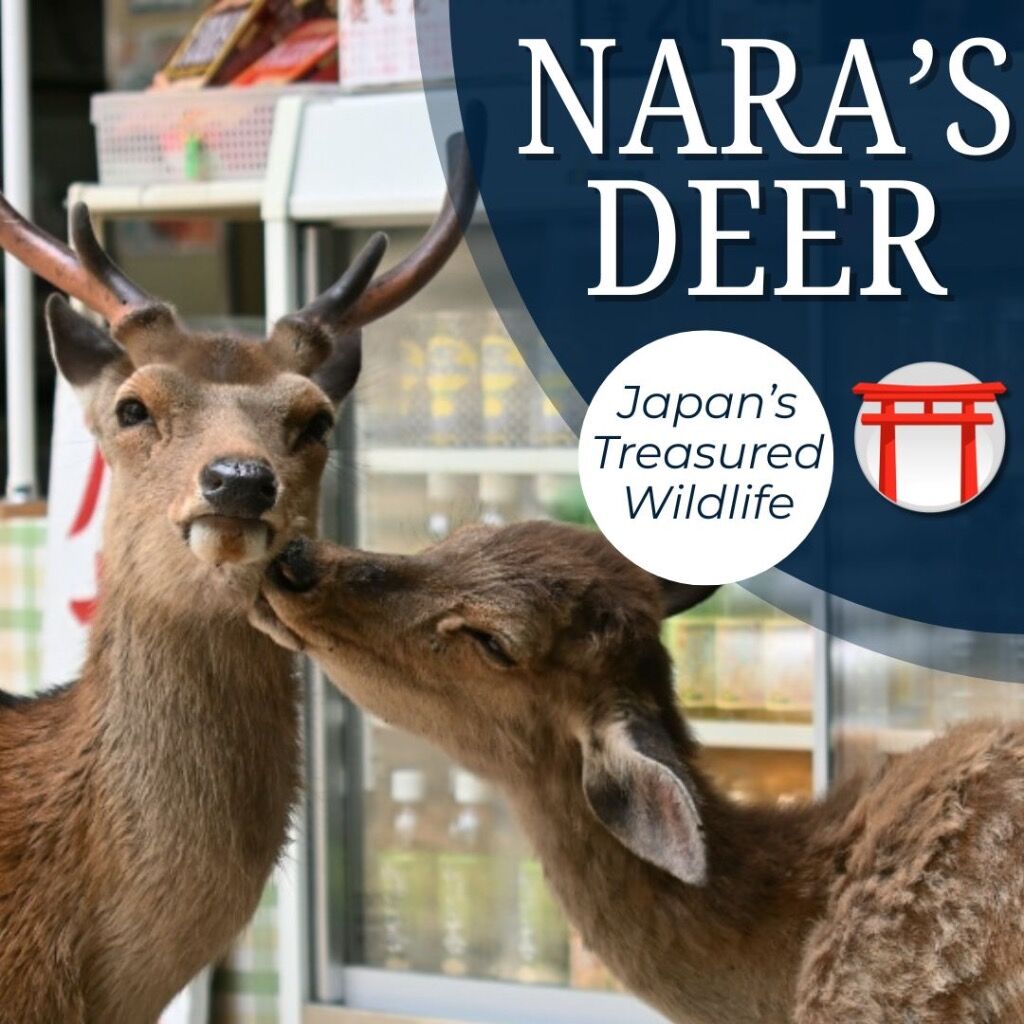NARA&rsquo;S DEER: JAPAN&rsquo;S TREASURED WILDLIFE