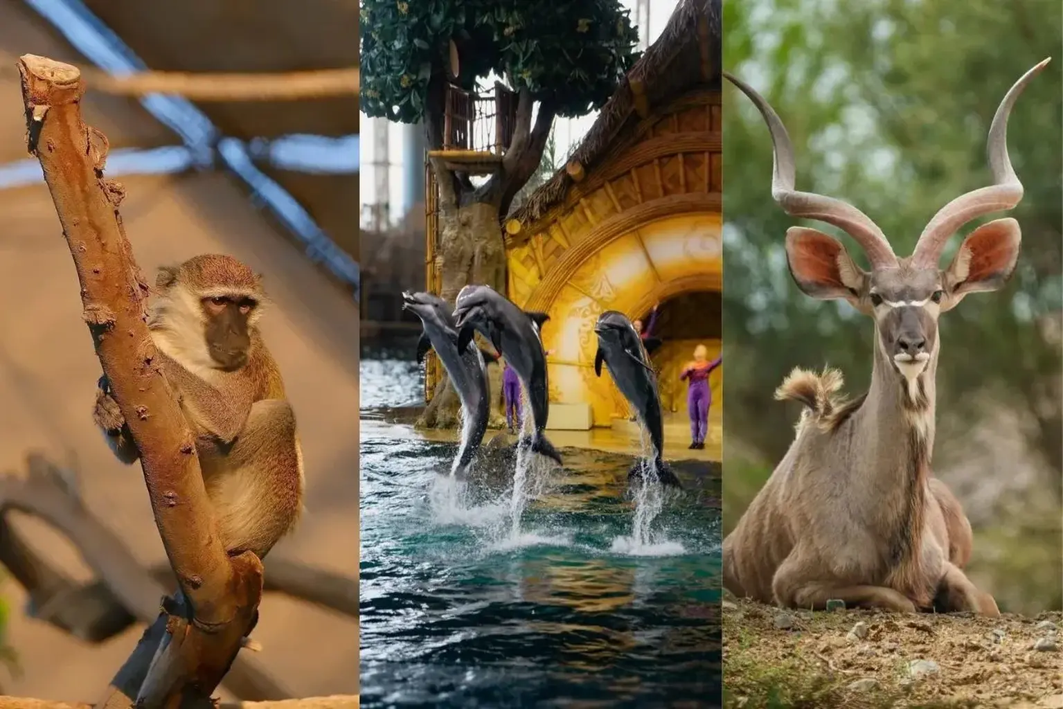 Animals and Adventure Meet: Most Exciting Zoos in UAE
