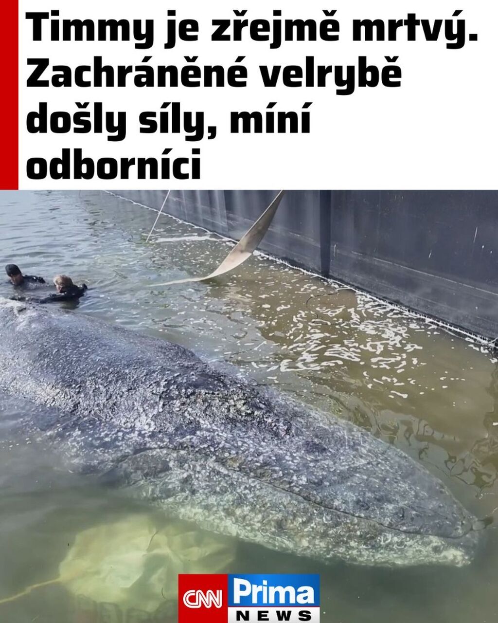 Timmy je zřejmě mrtv&yacute;. Zachr&aacute;něn&eacute; velrybě nezbyly s&iacute;ly, m&iacute;n&iacute; odborn&iacute;ci