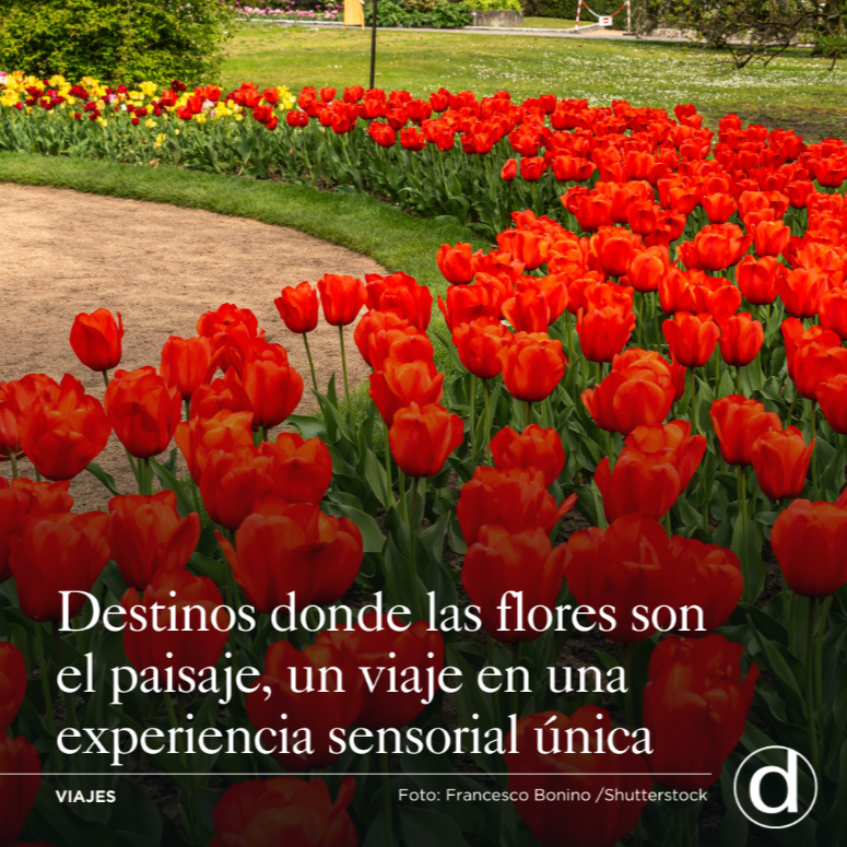 De los tulipanes de Holanda a los cerezos de Jap&oacute;n: los destinos florales m&aacute;s bellos del mundo