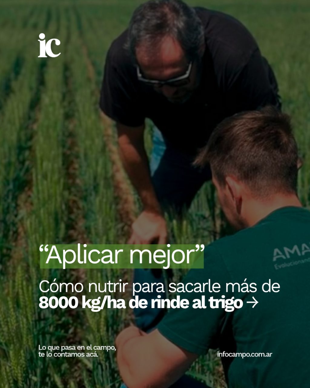 &ldquo;No se trata de aplicar m&aacute;s, sino mejor&rdquo;: una nutrici&oacute;n &ldquo;sabia&rdquo; para &ldquo;construir&rdquo; m&aacute;s rindes en el trigo | Infocampo